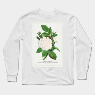 Rose, Perpetual White Moss lithograph (1900) Long Sleeve T-Shirt